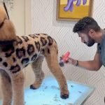 Dogs Groomed to Look Like Other Animals: Fascinating Transformations