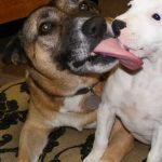 Dogs Grooming Each Other: Nature’s Social Ritual