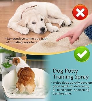 Dogs Potty Training: Master the Basics Quickly!