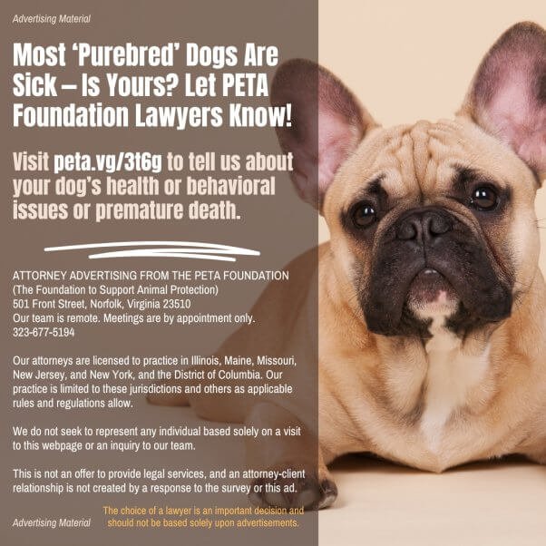 Dogs With Most Health Issues: Essential Facts to Know