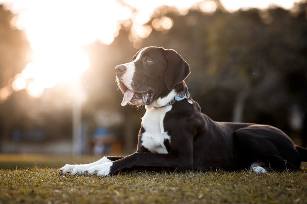 Dogs With Most Health Problems: Breed Risks Exposed