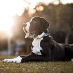 Dogs With Most Health Problems: Breed Risks Exposed