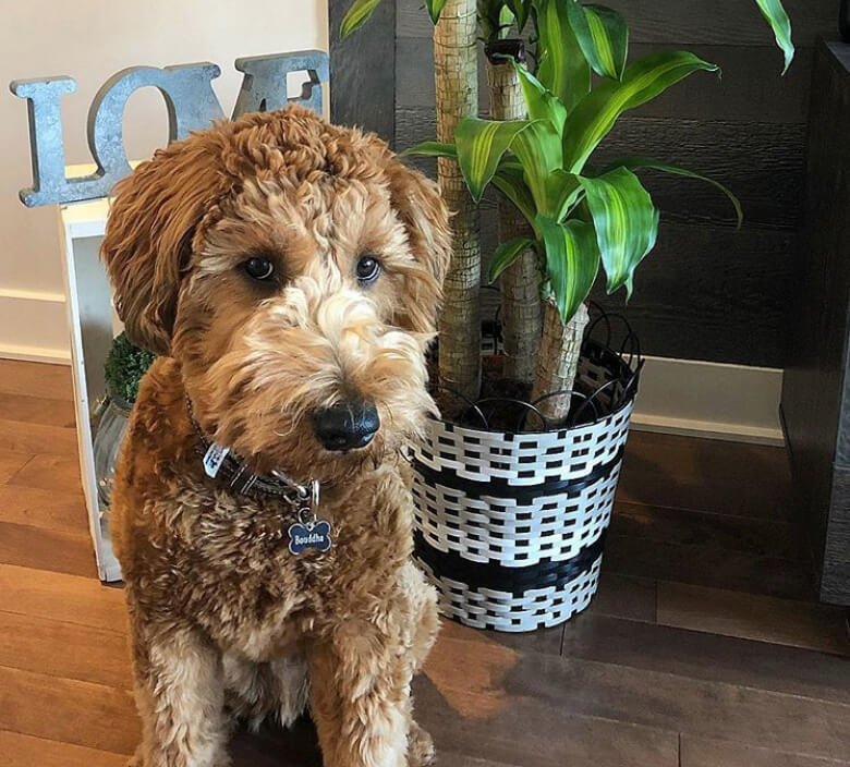 Doodle Dog Breeds: Discover the Perfect Family Pet