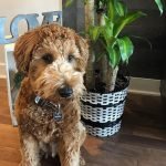 Doodle Dogs Breeds: Discover Adorable Varieties