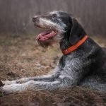Duck Hunting Dog Breeds: Top Picks for Success