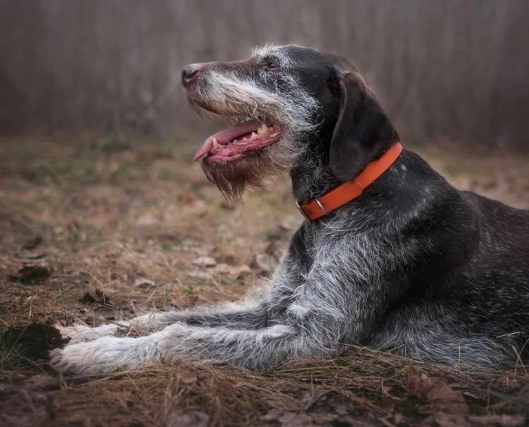 Duck Hunting Dog Breeds: Top Picks for Success