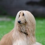 Dumb Breeds of Dogs: Myths and Misunderstandings