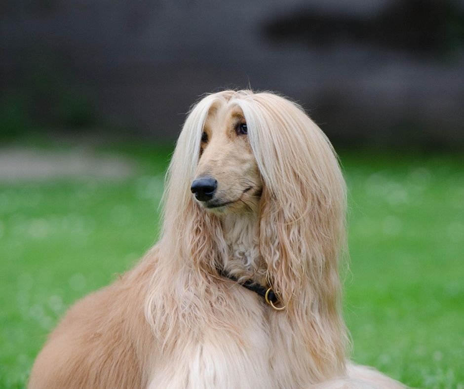 Dumb Breeds of Dogs: Myths and Misunderstandings