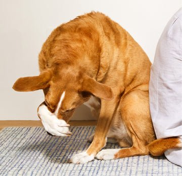 Dutch Dog Insurance: Protect Your Furry Friend Today