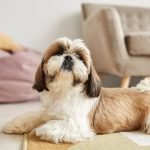 Easiest Dog Breeds: Discover the Perfect Pet Pals