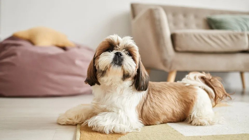 Easiest Dog Breeds: Discover the Perfect Pet Pals