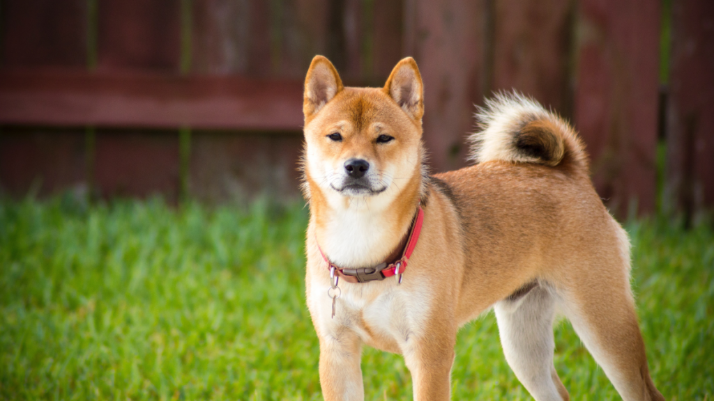 Easiest Dog to Potty Train: Unlock Hassle-Free Success