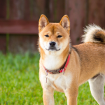 Easiest Dog to Potty Train: Unlock Hassle-Free Success