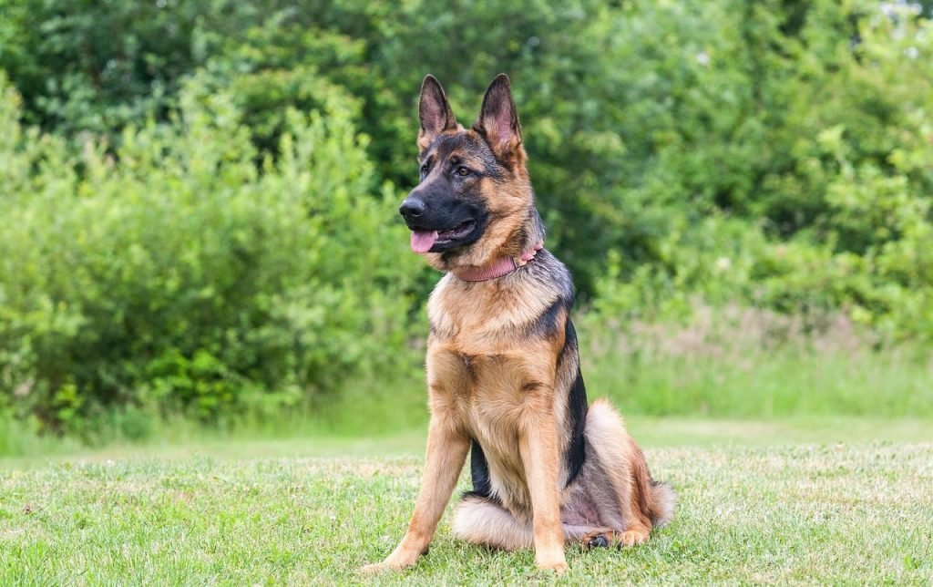 Easiest Dog to Train: Unleash Your Pup’s Potential