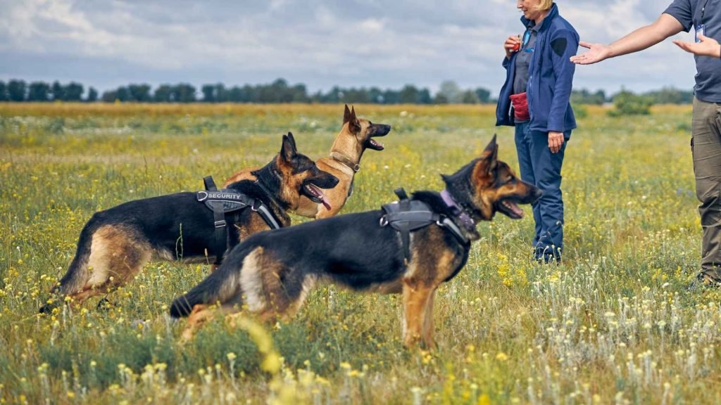 Easily Trained Dogs: Unleashing Top Breeds for Beginners
