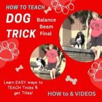 Easy Dog Training Tricks: Master Them Today!