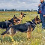 Easy to Train Dog Breeds: Discover the Best Companions