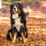 Easy to Train Dog Breeds: Simplify Pet Parenting