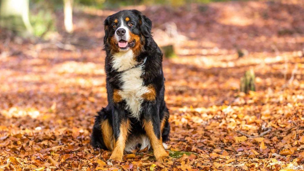 Easy to Train Dogs: Top Breeds for Beginners