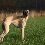 Egyptian Dog Breeds: Ancient Guardians Unveiled
