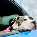 Elon Musk Car Insurance Doge: Revolutionizing Coverage