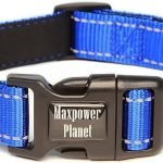 Elvis Dog Accessories: Rock ‘n’ Roll Style for Pups