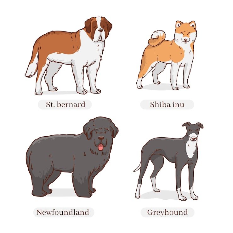 English Dog Breeds: A Guide to Lovable Companions