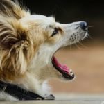 Excessive Dog Barking: Solutions for a Quieter Home