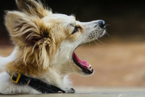 Excessive Dog Barking: Solutions for a Quieter Home