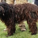 Exotic Dog Breeds: Discover Rare & Unique Canine Companions