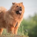 Expensive Dog Breeds: Discover Luxury Companions
