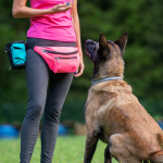 Facility Dog Training: Transform Your Canine Companion