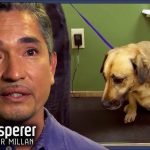Famous Dog Trainer: Secrets to Transform Your Pup