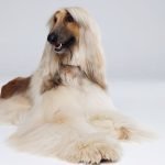Fancy Dog Breeds: Discover Luxurious Canine Companions