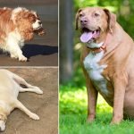 Fat Dog Breeds: Discover the Chubbiest Canine Companions
