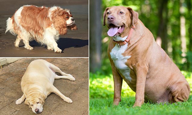Fat Dog Breeds: Discover the Chubbiest Canine Companions