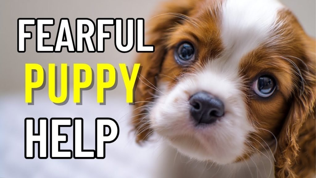 Fearful Dog Training: Transform Anxiety into Confidence