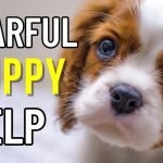 Fearful Dog Training: Transform Anxiety into Confidence