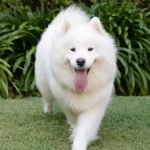 Fluffiest Dog Breeds: Discover the Ultimate Cuddle Companions