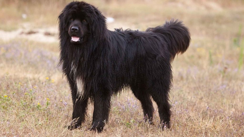 Fluffy Big Dog Breeds: Discover Your Perfect Companion