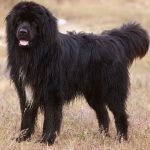 Fluffy Big Dog Breeds: Discover Your Perfect Companion