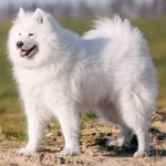 Fluffy Dog Breeds: Discover the Cuddliest Companions