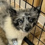 Fluffy Dog Rescue Wi: Discover Heartwarming Stories
