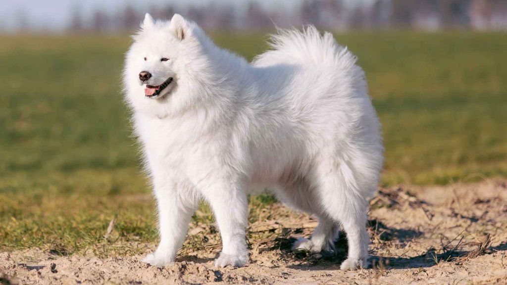 Fluffy Dogs Breeds: Discover Adorable Companions