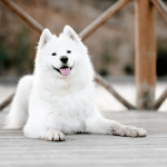 Fluffy White Dog Breeds: Discover Adorable Companions