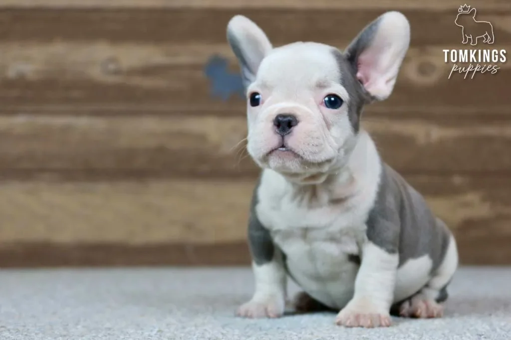 French Bulldog Breeding: Expert Tips for Success