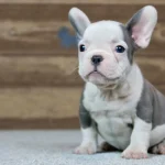 French Bulldog Breeding: Expert Tips for Success
