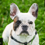 French Bulldog Dog Breeds: Adorable Companions Unleashed