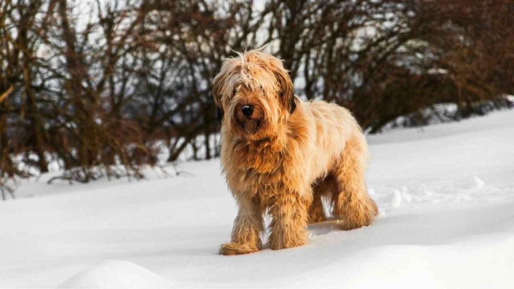 French Dog Breeds: Discover Adorable Companions
