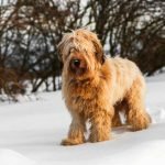 French Dog Breeds: Discover Adorable Companions